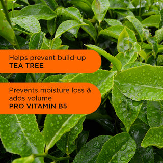 Back to Balance Shampoo - 250ml